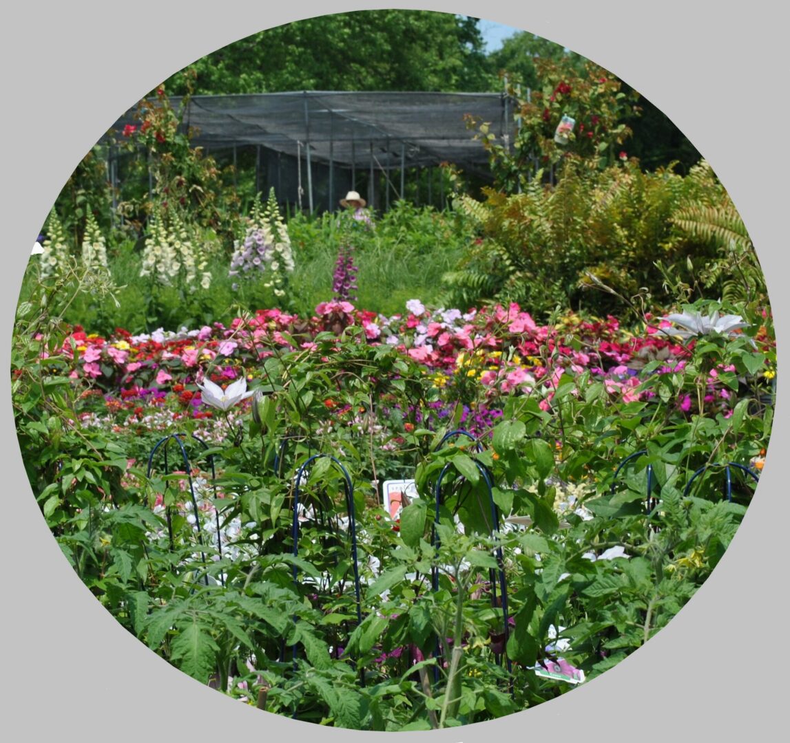 Lush garden nursery with vibrant pink flowers